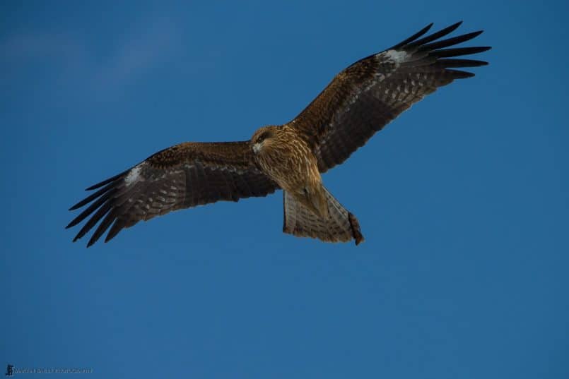 Black Kite Soaring