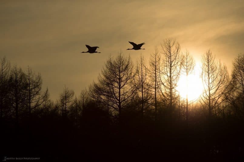 Crane Sunset