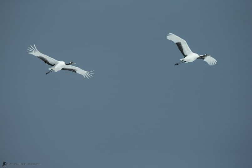 Cranes on Grey