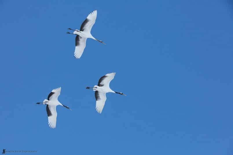 Family Unit in Flight