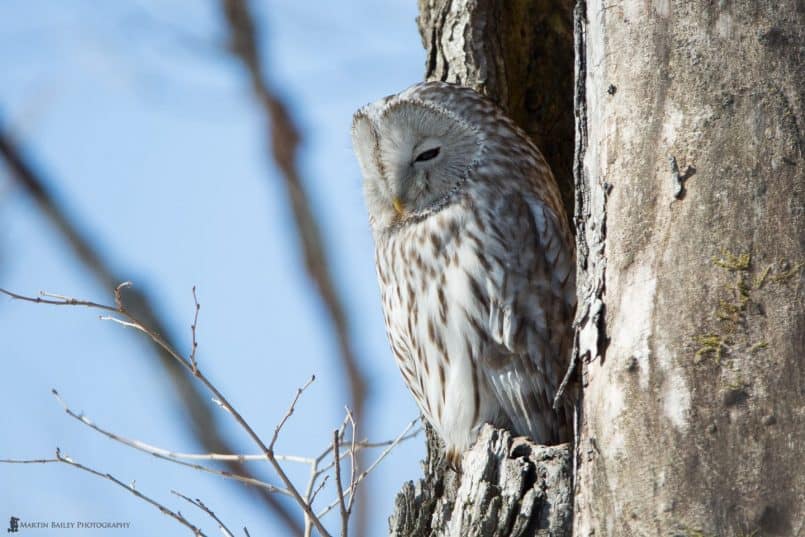 Sleepy Ural Owl