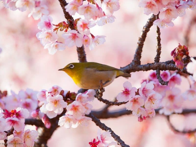 “The Nature of Japan” Exhibition Video