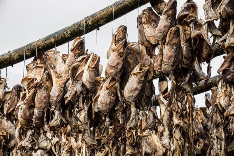 Drying Fish