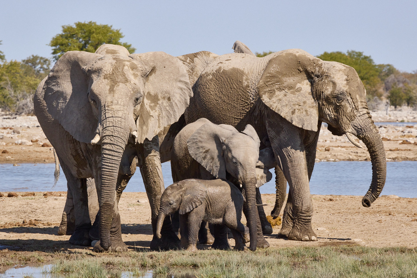 Elephant Family