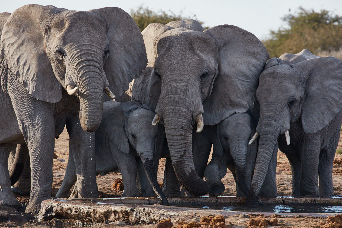 Elephants Drinking at Waterhole