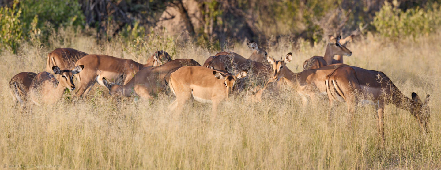 Black-Faced Impala