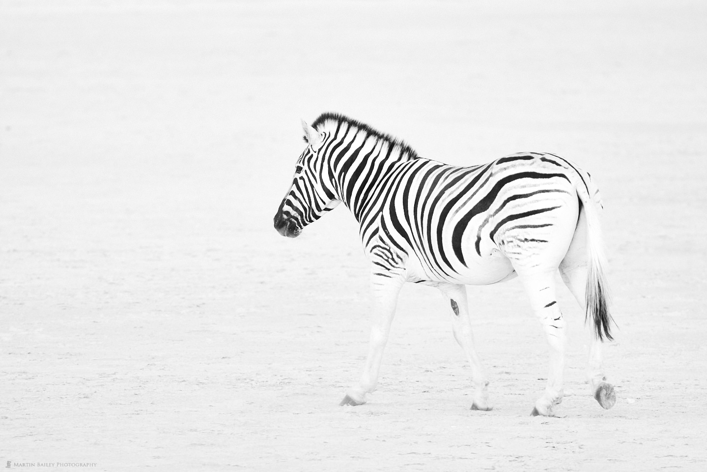 The Zebra