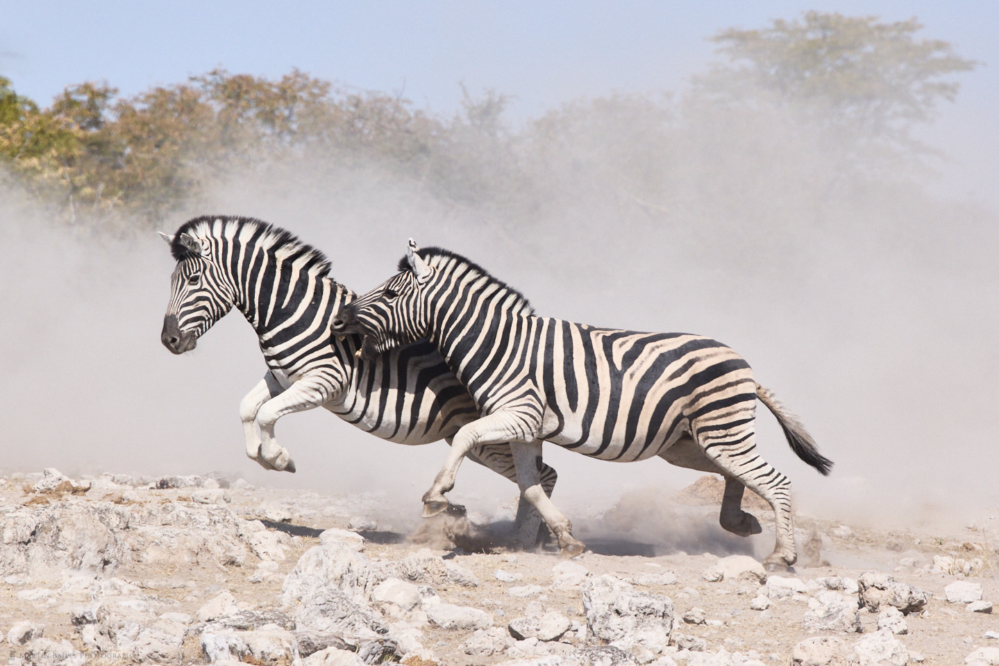 Battling Zebra