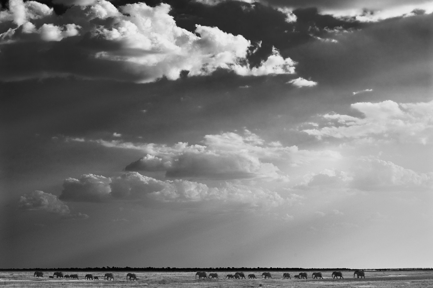 Elephant Herd with Big Sky