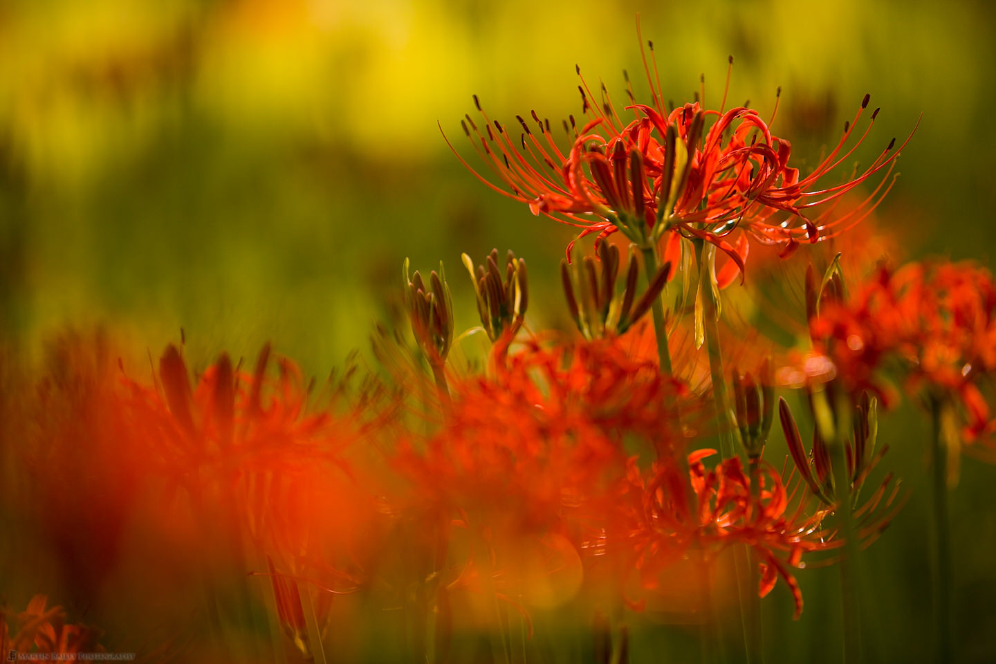 Equinox Flowers