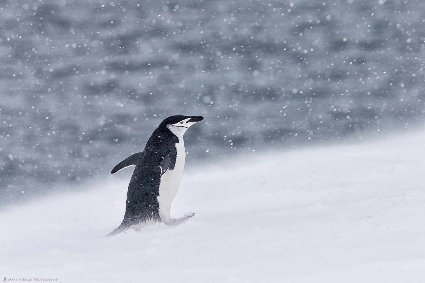 The Land of Snow Return