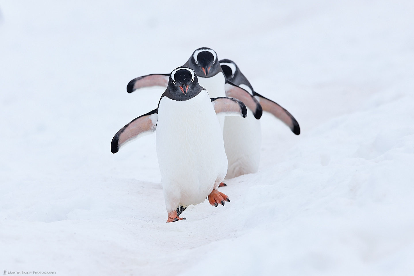 Synchronized Gentoos