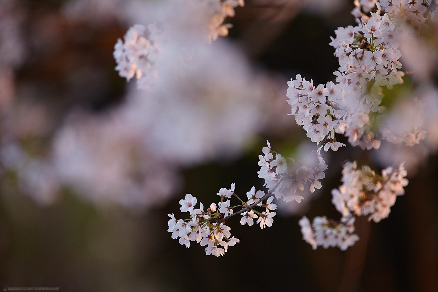 Blossom at Dusk