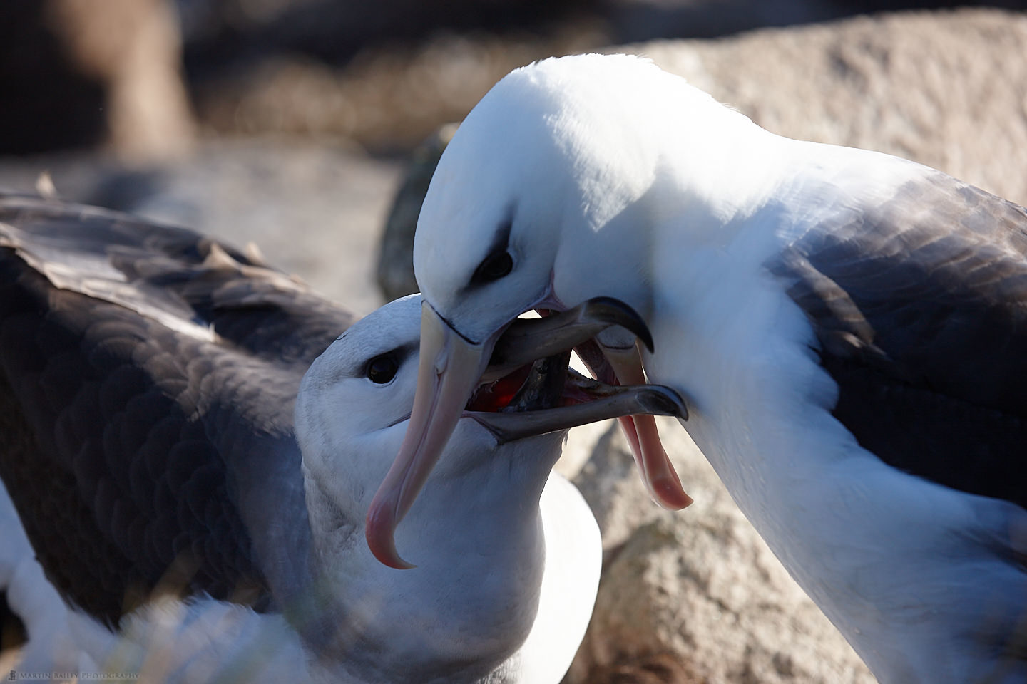 Feeding Time