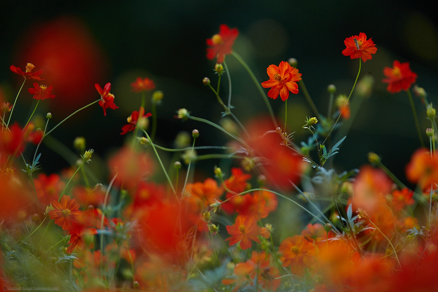 Red Cosmos