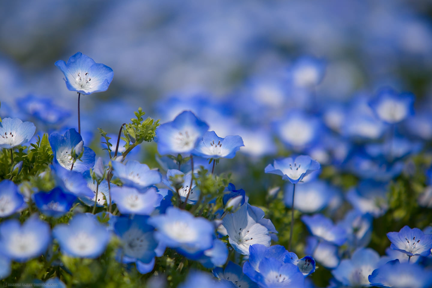 Nemophila