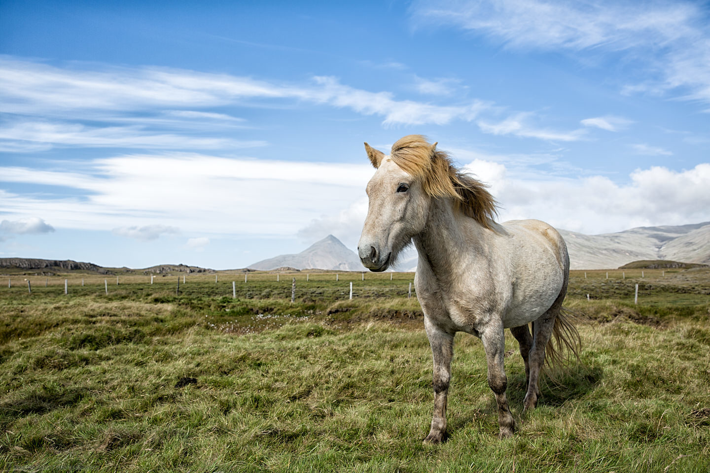 Icelandic Horse