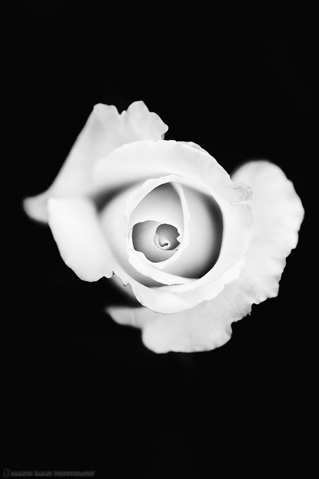 White Rose