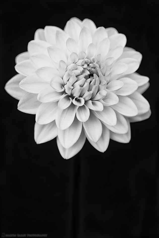 Dahlia