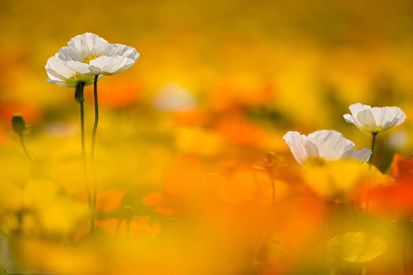 Poppy Heaven