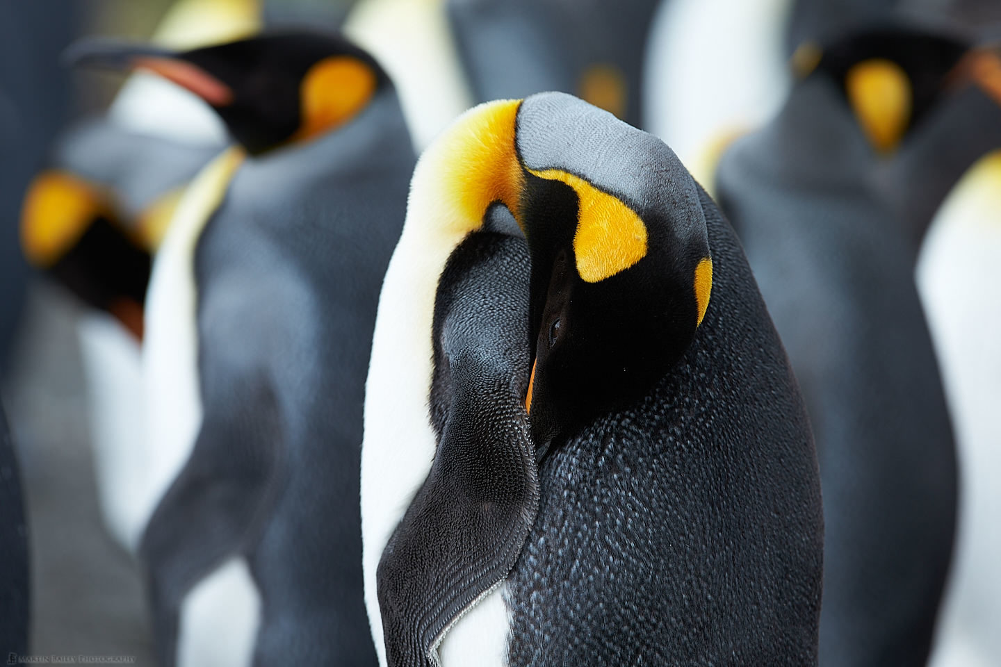 King Penguin Preening