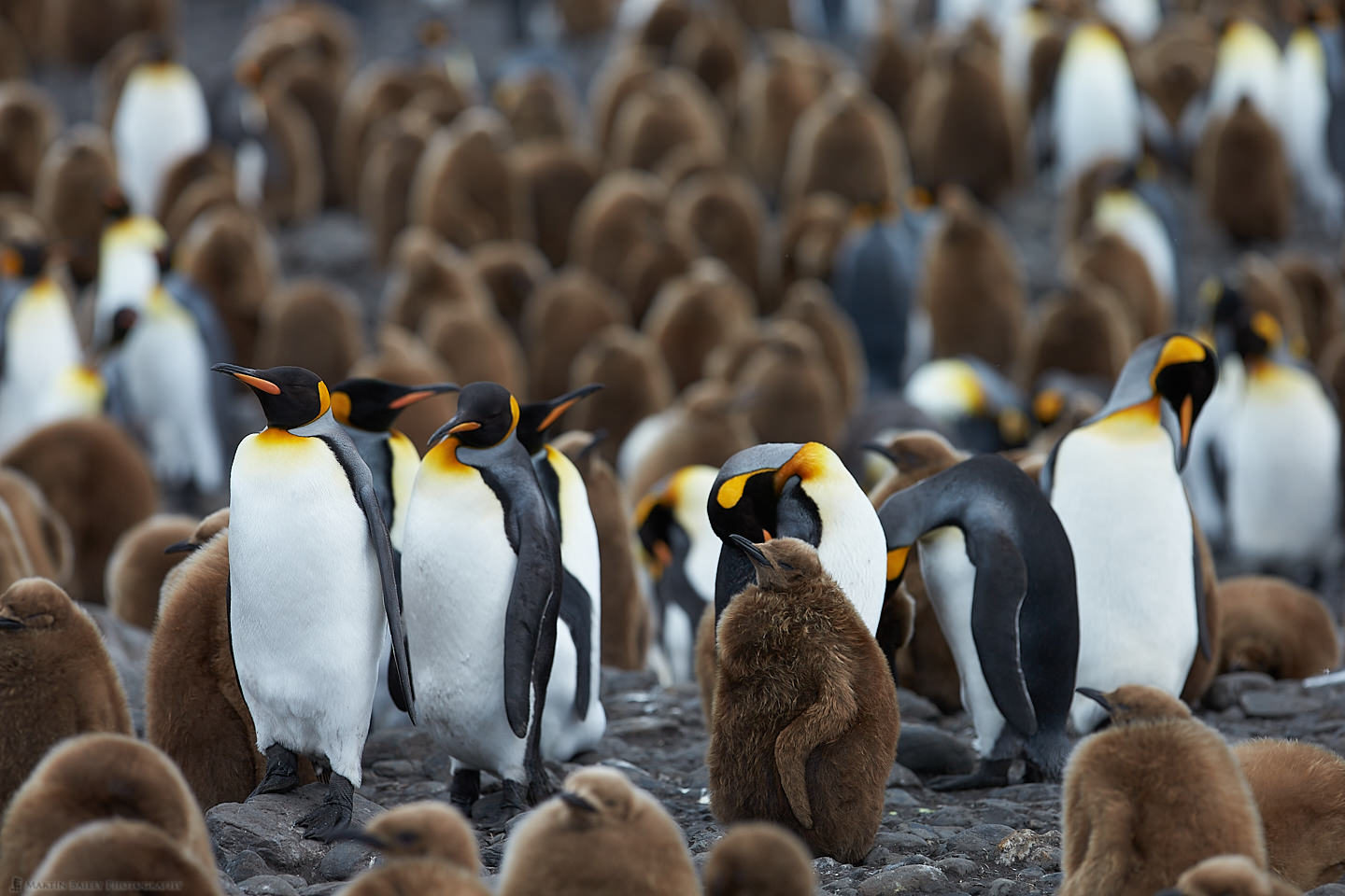 King Penguin Colony