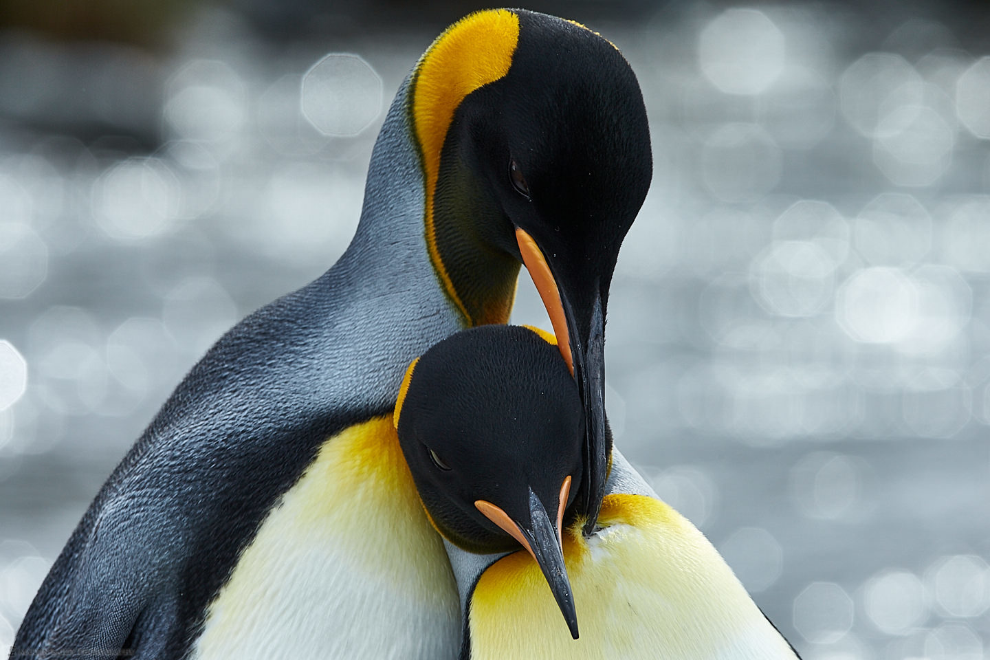 King Penguin Tender Moment