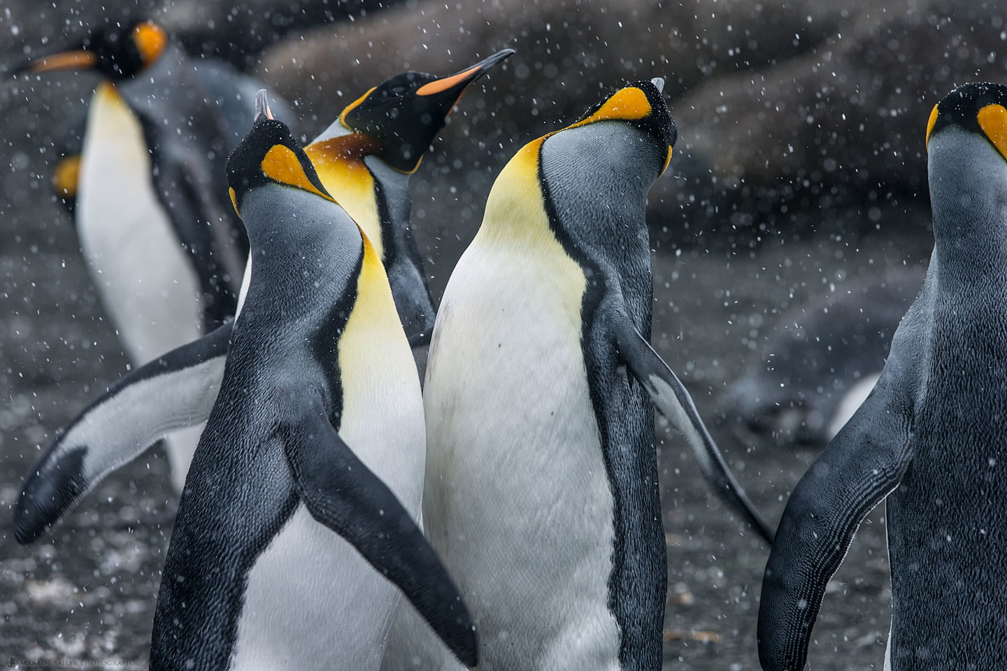 King Penguin Rave