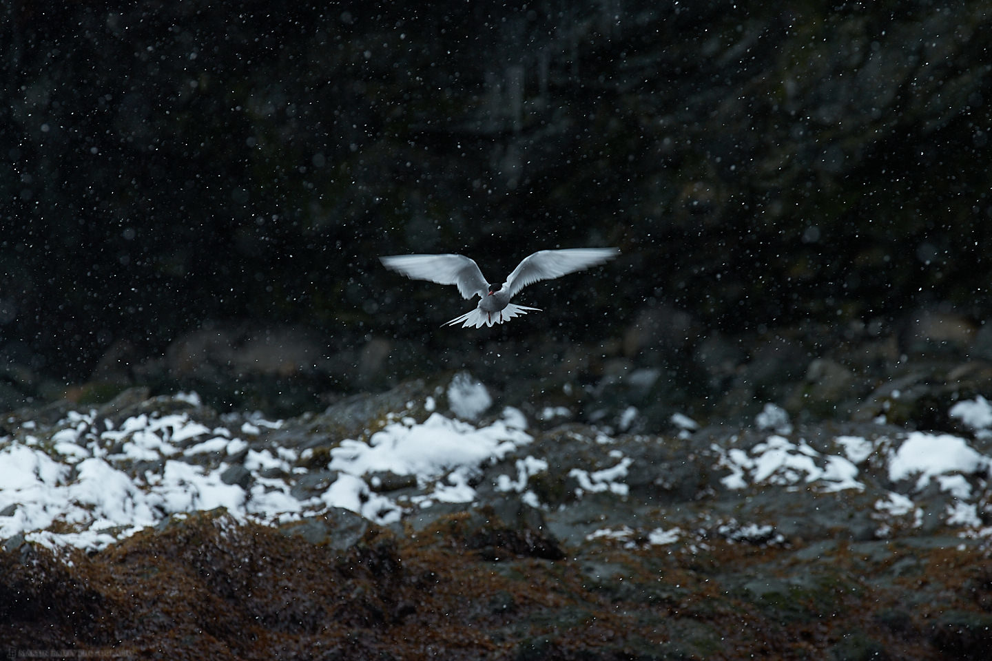 Antarctic Tern