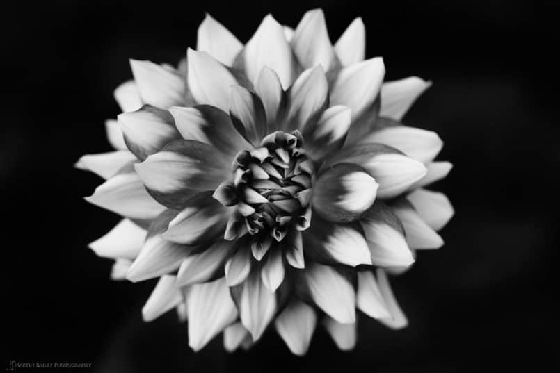 Secret Dahlia