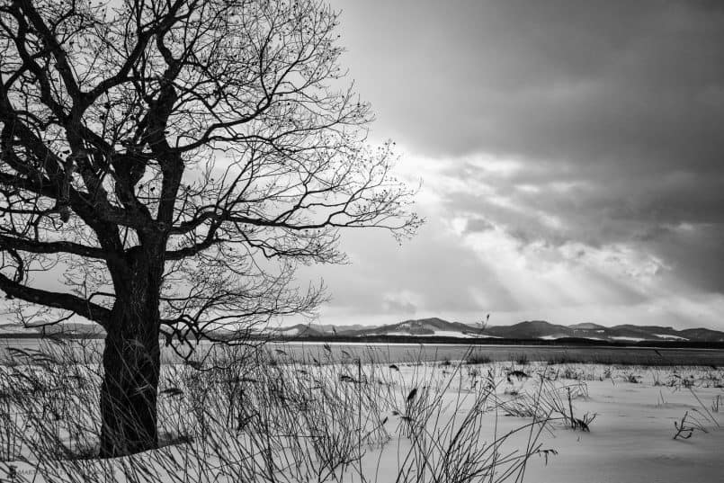 Saroma Lake Tree #2