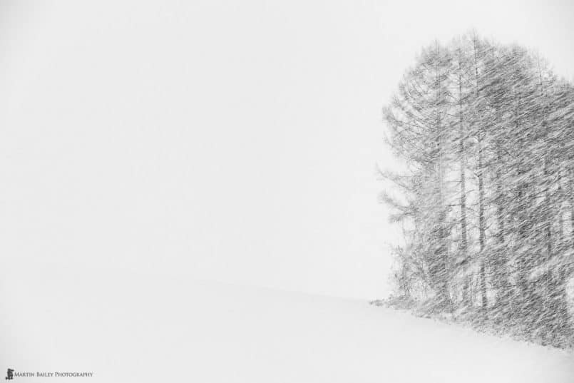 Biei Trees in Snow Storm