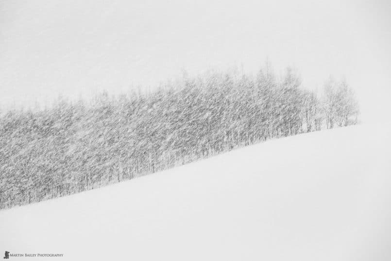 Biei Trees in Snow Storm