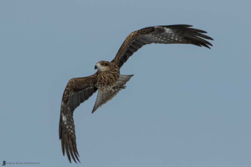 Black Kite with Fish