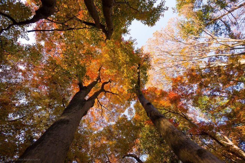 Rainbow Canopy