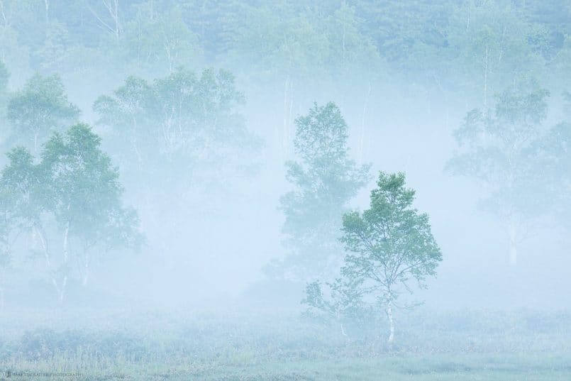 Birch Trees in Mist (Shigakougen)