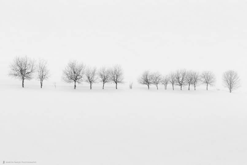 Takushinkan Trees in Snow