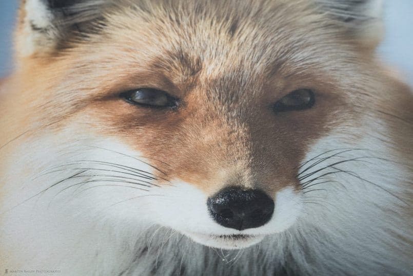 Photo of Fox Print