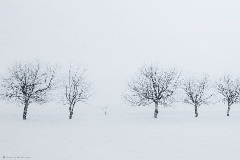 Photo of Takushinkan Trees on Pura Bagasse Textured