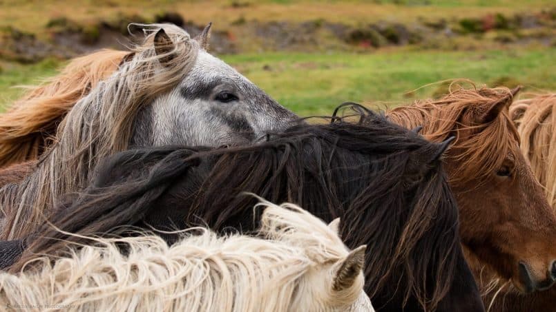 Icelandic Horses