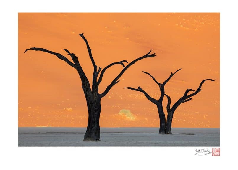 Deadvlei Camel Thorn Tree Silhouettes