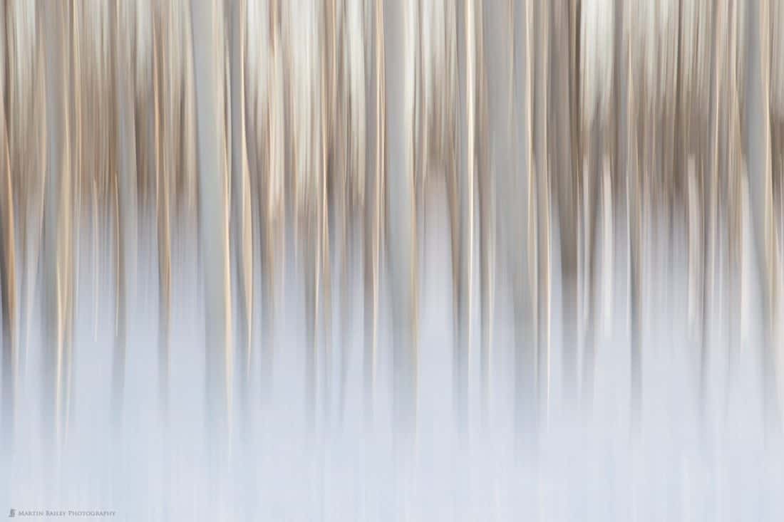 Winter Birches