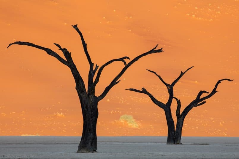 Deadvlei Camel Thorn Tree Silhouettes