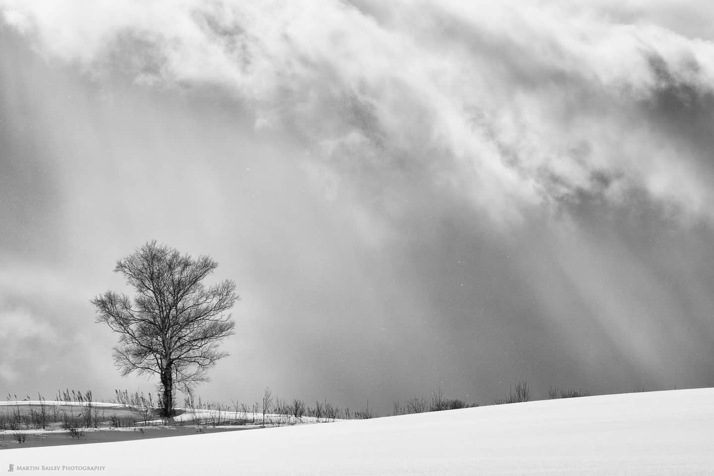 Biei Tree with Sun's Rays