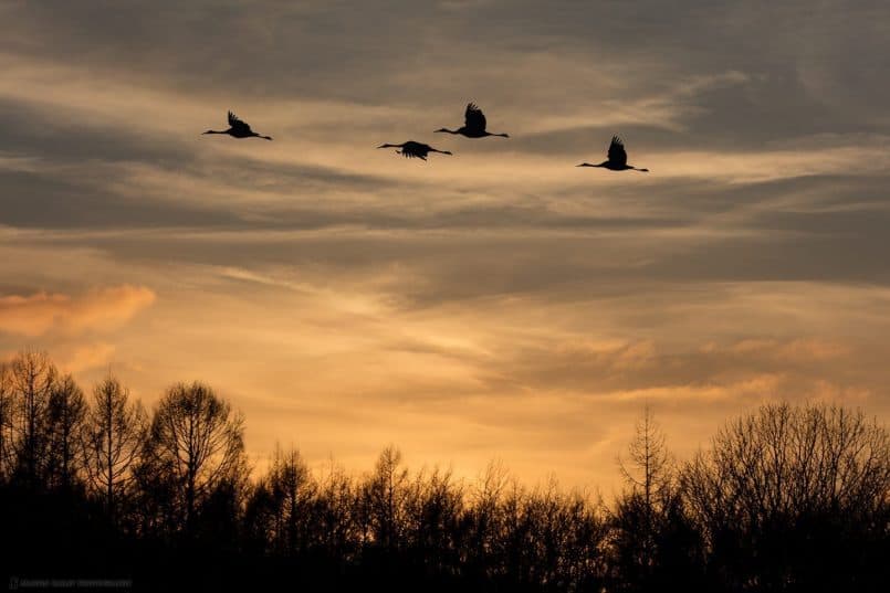 Cranes at Sunset