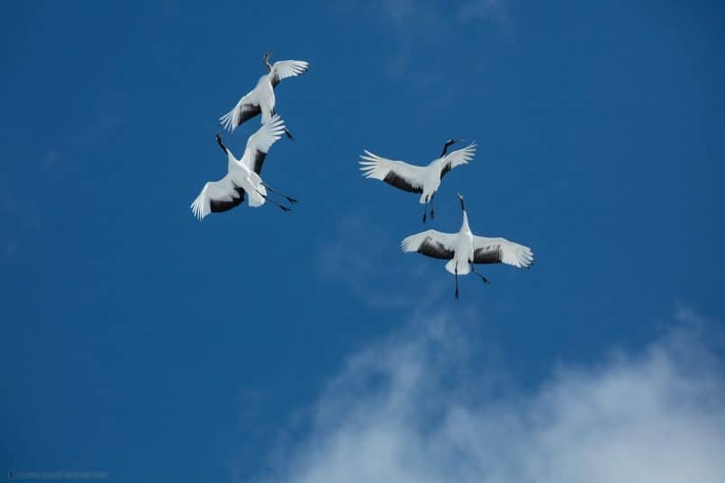 Frolicking Flight