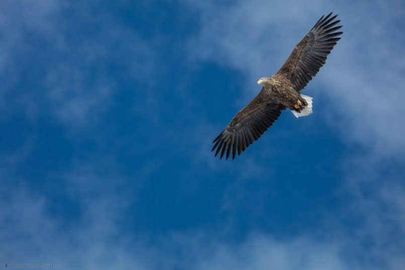 White-Tailed Eagle in Flight