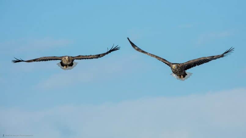 Two White-Tailed Eagles in Flight