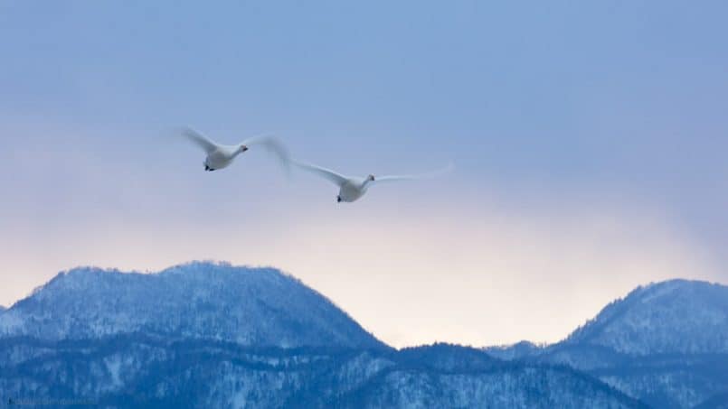 Swans at Dusk