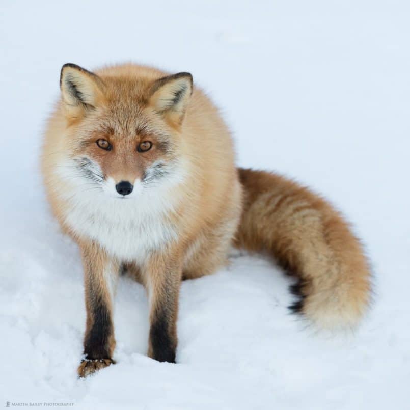 Northern Red Fox